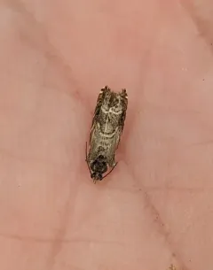 Thaumatographa youngiella thumbnail 4