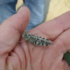 Helfer's Dune Grasshopper thumbnail 4