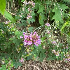 violet bush clover thumbnail 2