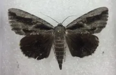 Angus’ Underwing thumbnail 2