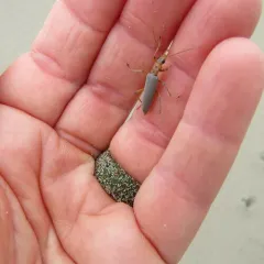 Four-marked False Blister Beetle thumbnail 3