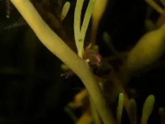 Clava multicornis thumbnail 2