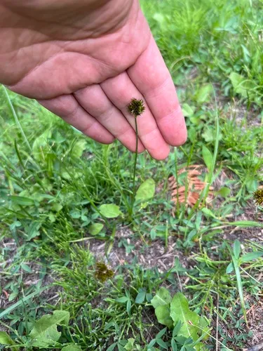 Carex stenoptila