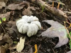 Trichoderma avellaneum thumbnail 4
