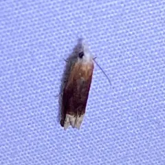 Reddish Eucosma Moth thumbnail 4