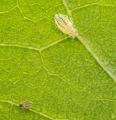 Lime Leaf Aphid thumbnail 4