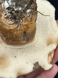 Tylopilus ferrugineus thumbnail 3