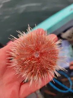 fragile sea urchin thumbnail 4