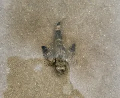 Flying Gurnard thumbnail 4