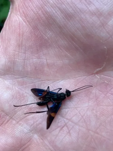 Pristaulacus fasciatus