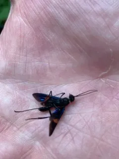 Pristaulacus fasciatus thumbnail 1