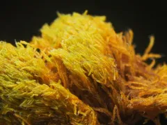 Iwatsukiella leucotricha thumbnail 4