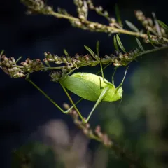 Oblong-winged Katydid thumbnail 2