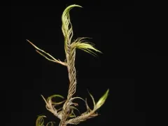 Dichelyma falcatum thumbnail 2