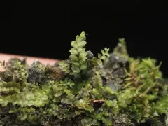 Gillman's Notchwort thumbnail 2