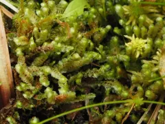 Floppy Earwort thumbnail 2