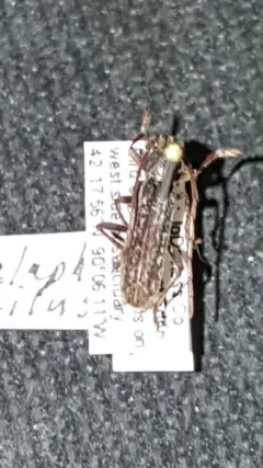 Anelaphus pumilus thumbnail 4