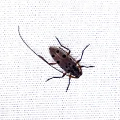 Lepturges regularis thumbnail 2