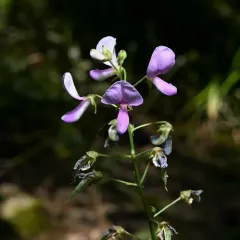 perplexed tick-trefoil thumbnail 2