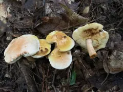 Gyroporus subalbellus thumbnail 2