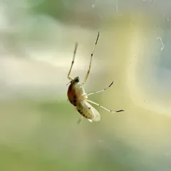Coelotanypus concinnus thumbnail 4