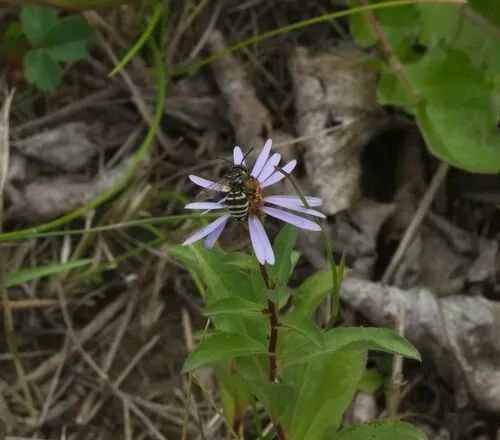 Subalpine Cuckoo Nomad Bee