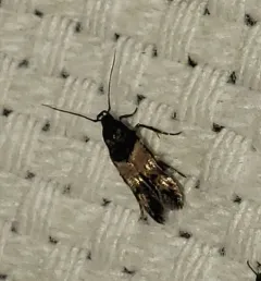 Sweet Clover Root Borer Moth thumbnail 3