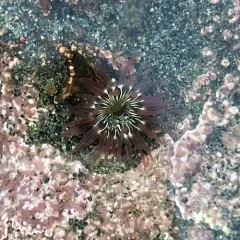 warty columned anemone thumbnail 1