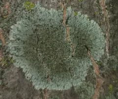 Smooth Shadow-crust Lichen thumbnail 2