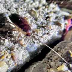 Pennsylvania Wood Cockroach thumbnail 3