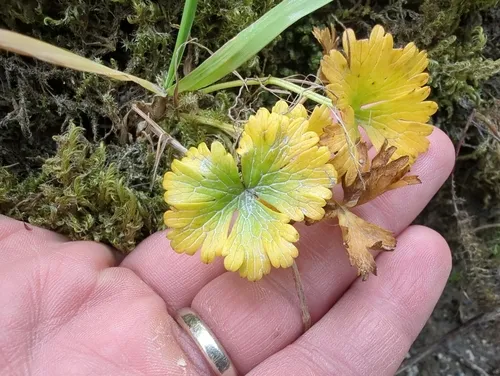 Cooley's Buttercup