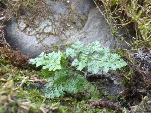 Alaska parsley fern