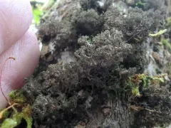 Dendriscosticta gelida thumbnail 1