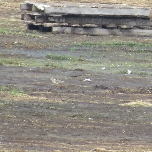Buff-breasted Sandpiper