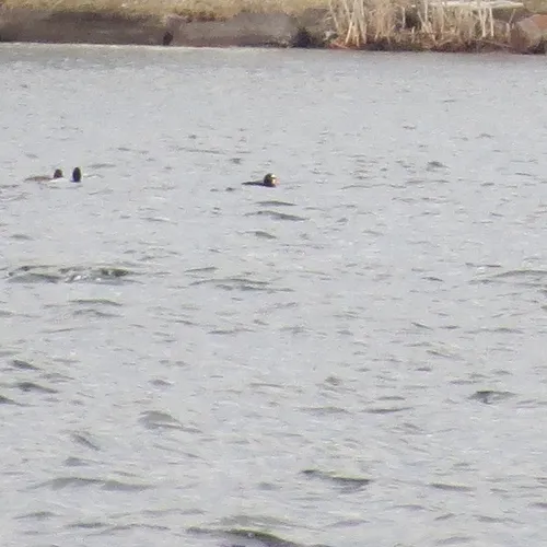 Surf Scoter
