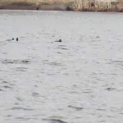 Surf Scoter thumbnail 1