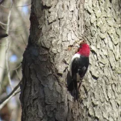 Red-headed Woodpecker thumbnail 3