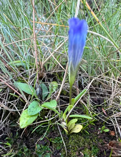 Windmill Fringed Gentian