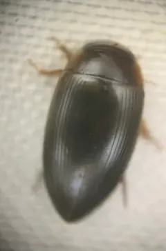 Chevrolat's Dytiscid thumbnail 2