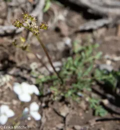 Alpine False Springparsley thumbnail 2