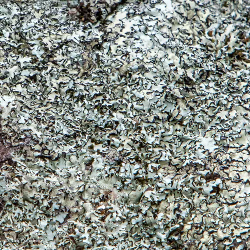 Shingled Rock-shield Lichen