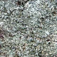 Shingled Rock-shield Lichen thumbnail 1