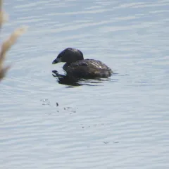 Pied-billed Grebe thumbnail 2