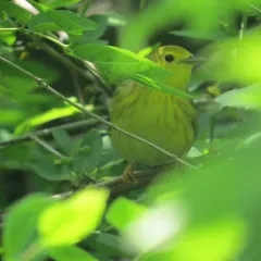 Northern Yellow Warbler thumbnail 3