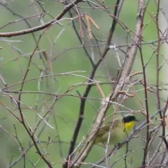 Common Yellowthroat thumbnail 4