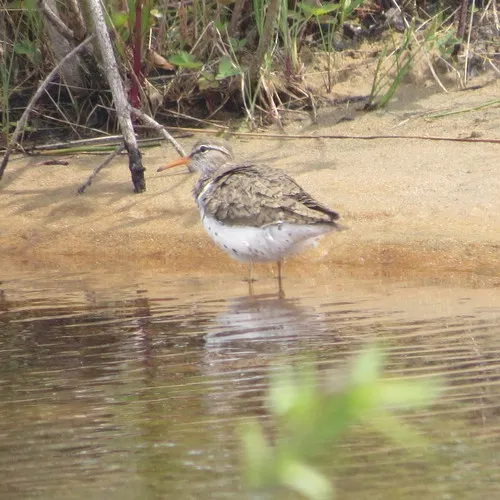 Spotted Sandpiper