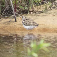 Spotted Sandpiper thumbnail 1