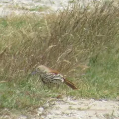 Brown Thrasher thumbnail 3