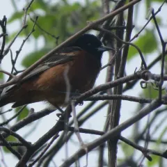 Orchard Oriole thumbnail 2