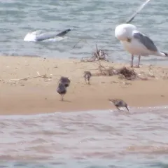 Dunlin thumbnail 3